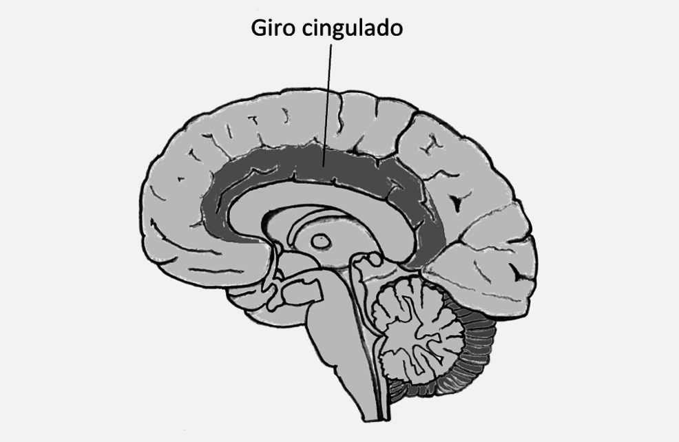 ¿Qué son las circunvoluciones del cerebro?