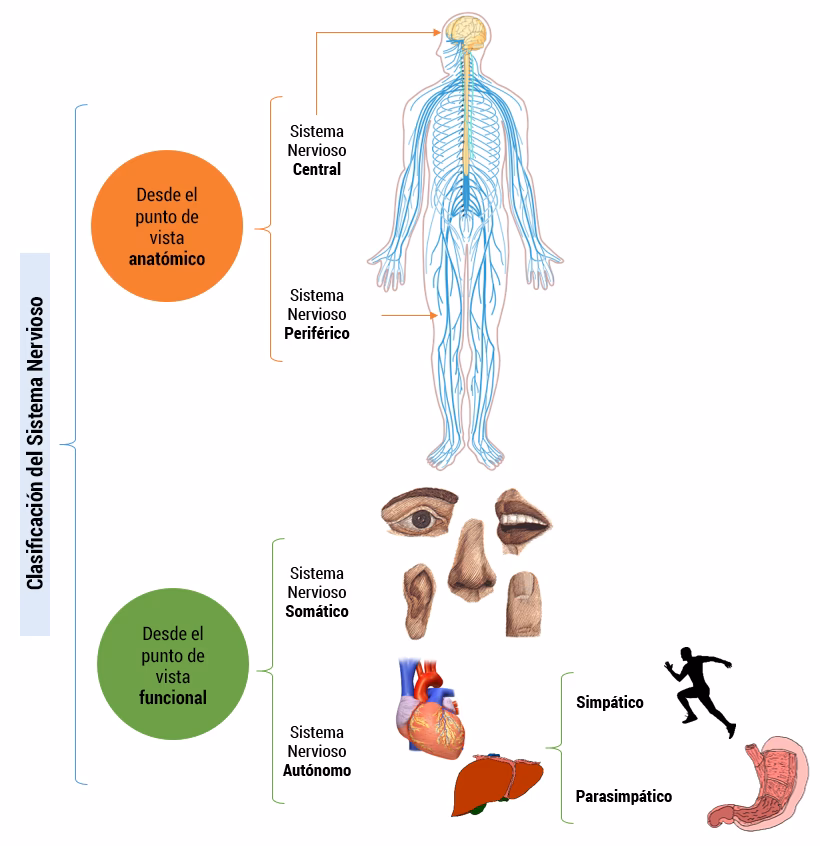 ¿Cuáles son los 4 tipos de pensamiento?