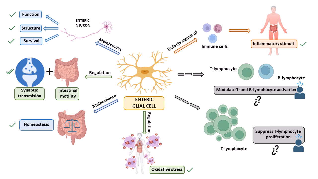 What is the difference between clinical research and epidemiological research?