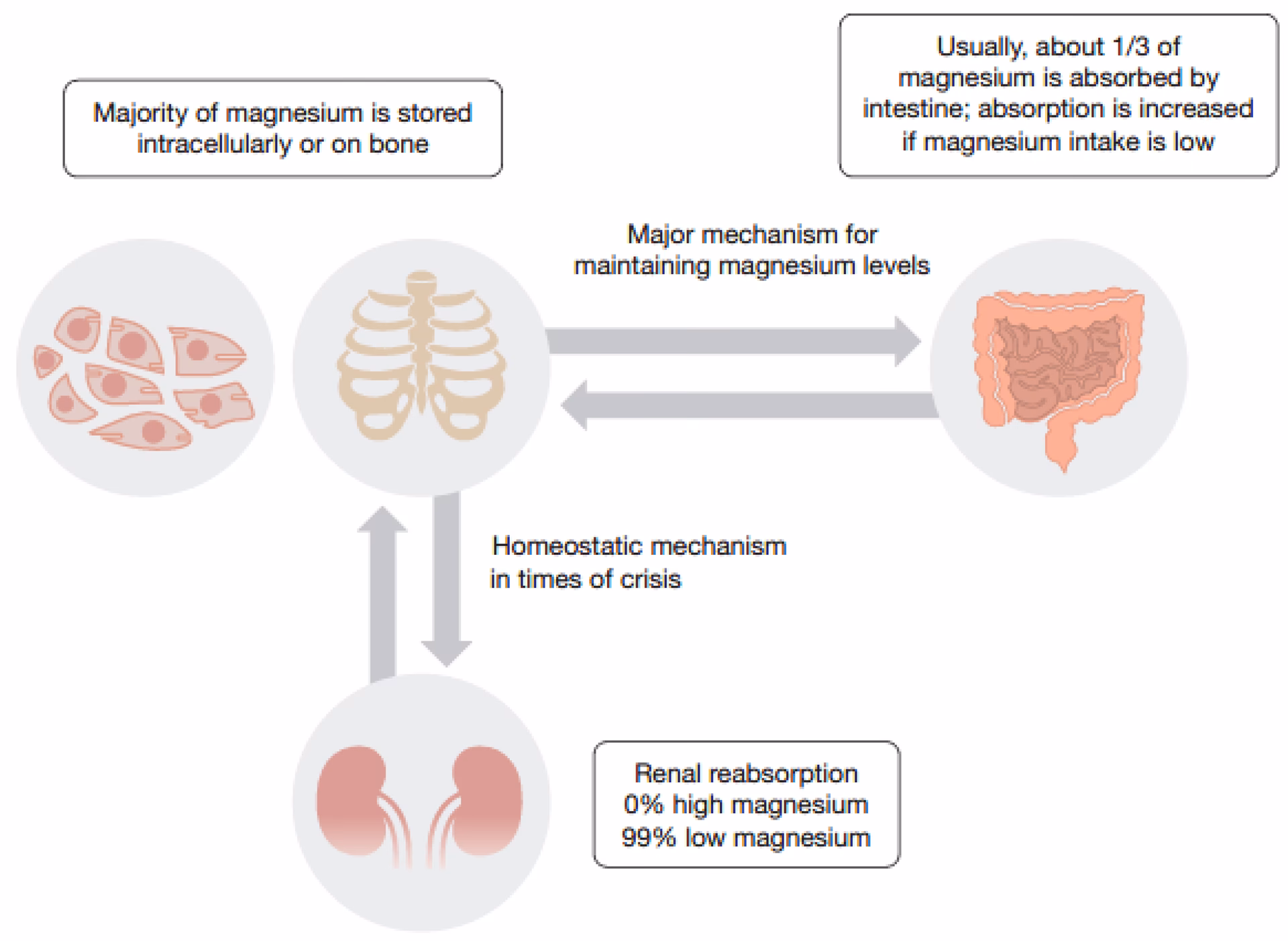 How long does it take for magnesium to prevent migraines?