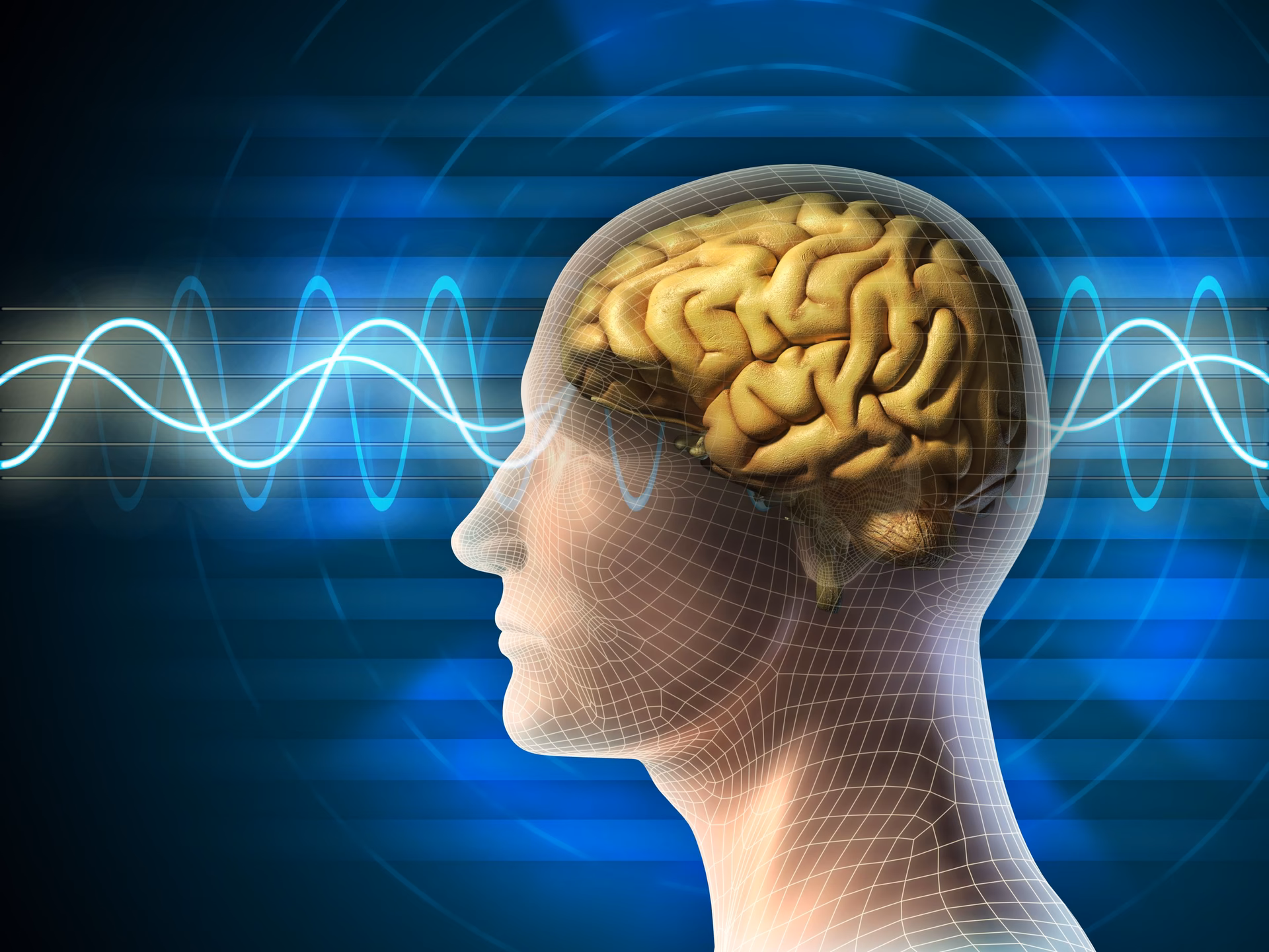What is the difference between CNN and human brain?
