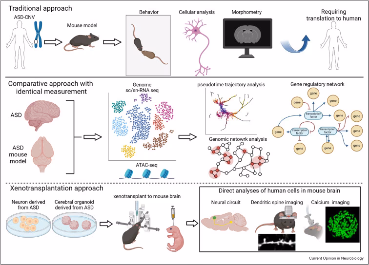 What is CNV in neurology?