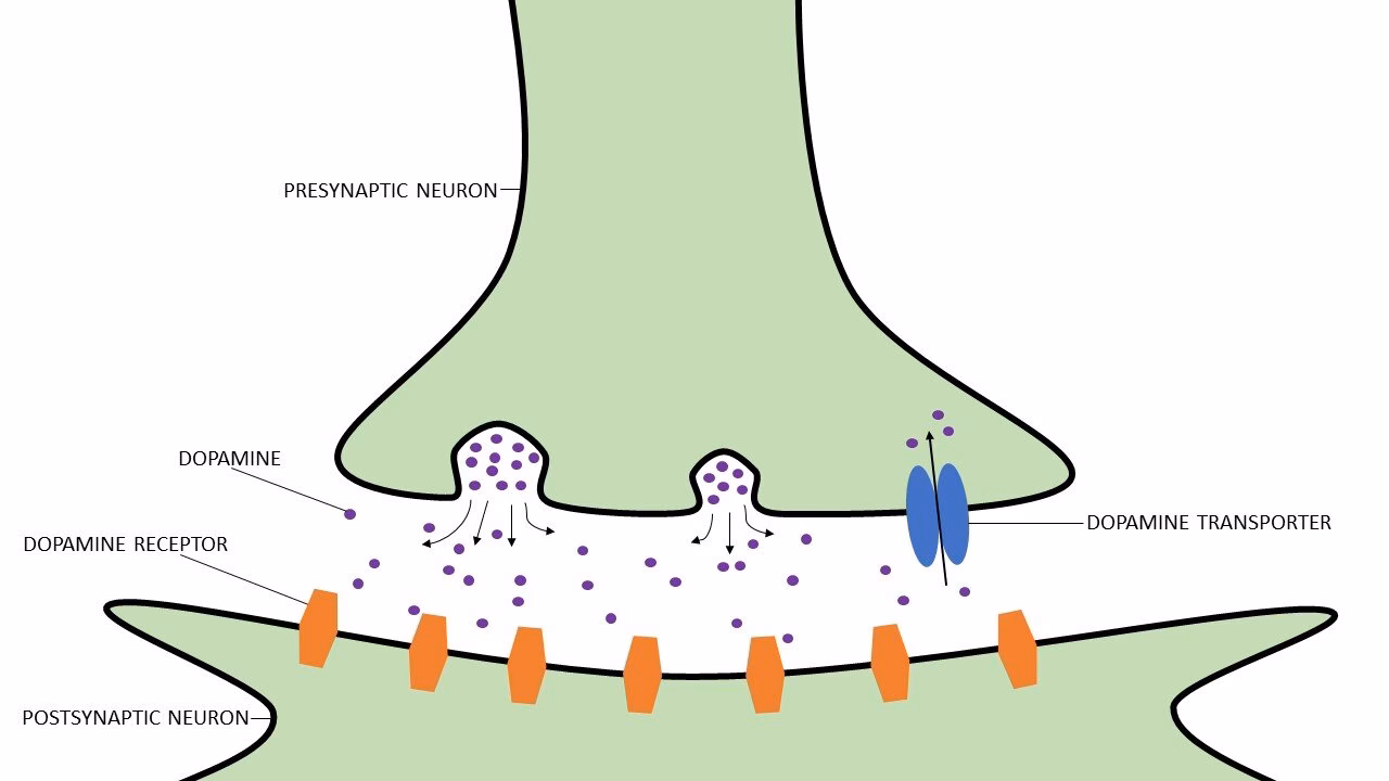 What is the primary mechanism of action of cocaine in the brain?