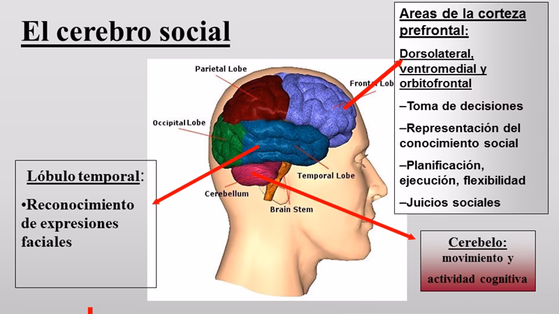 ¿Qué es la neurociencia cognitiva y social?