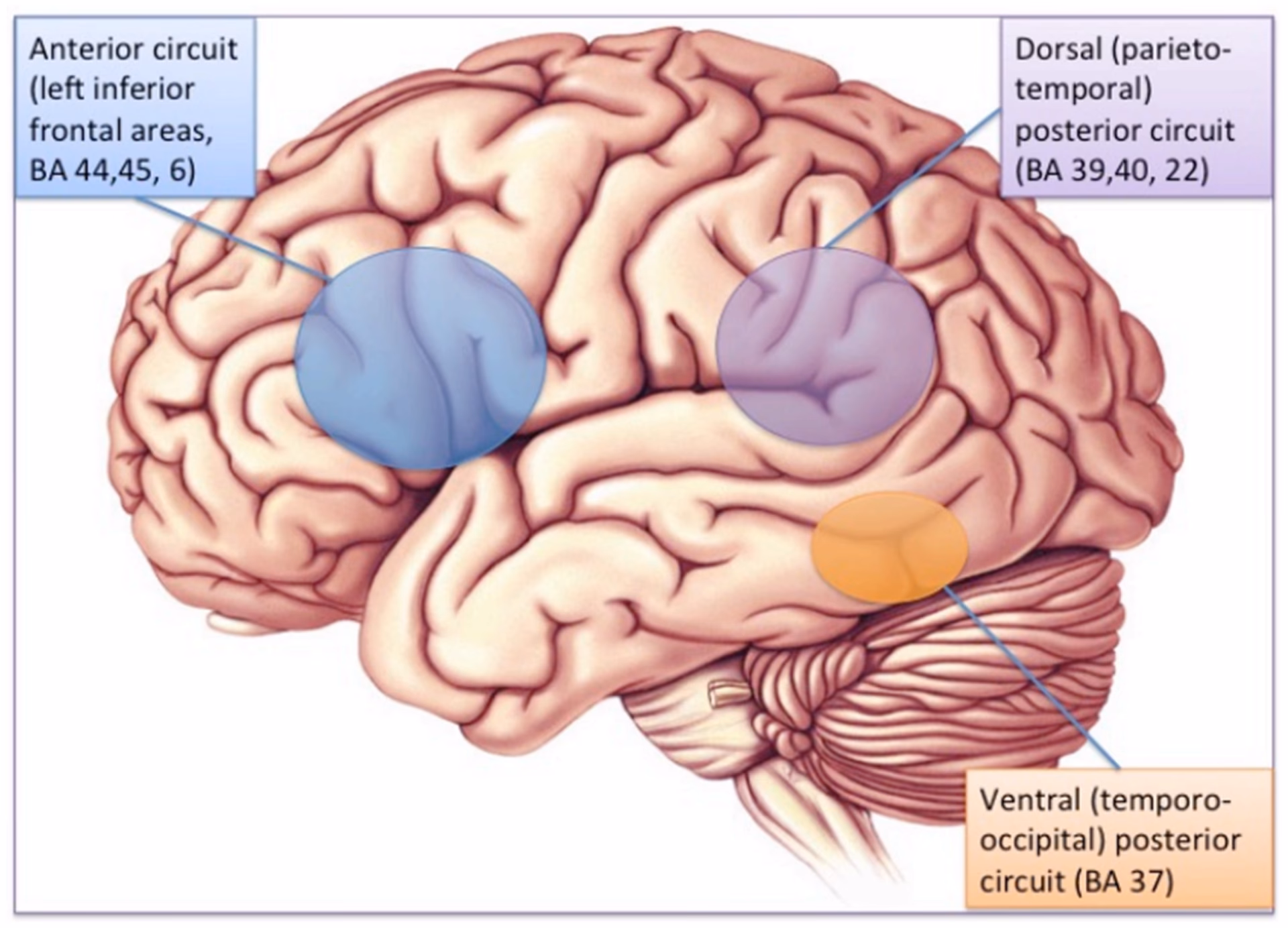 What is the cognitive theory of dyslexia?