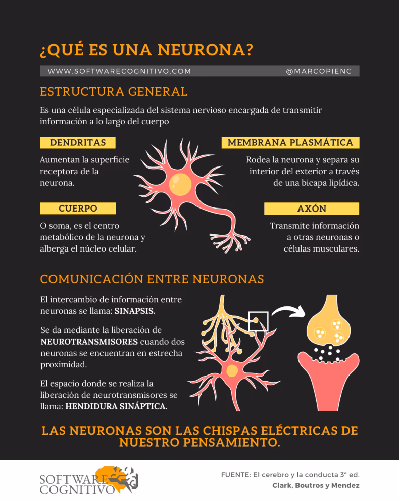 ¿Qué son las conexiones neuronales y para qué sirven?