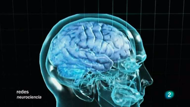 ¿Cómo se conectan las neuronas en neurociencia?