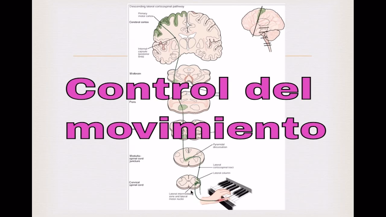 ¿Qué es el control motor del cuerpo humano?