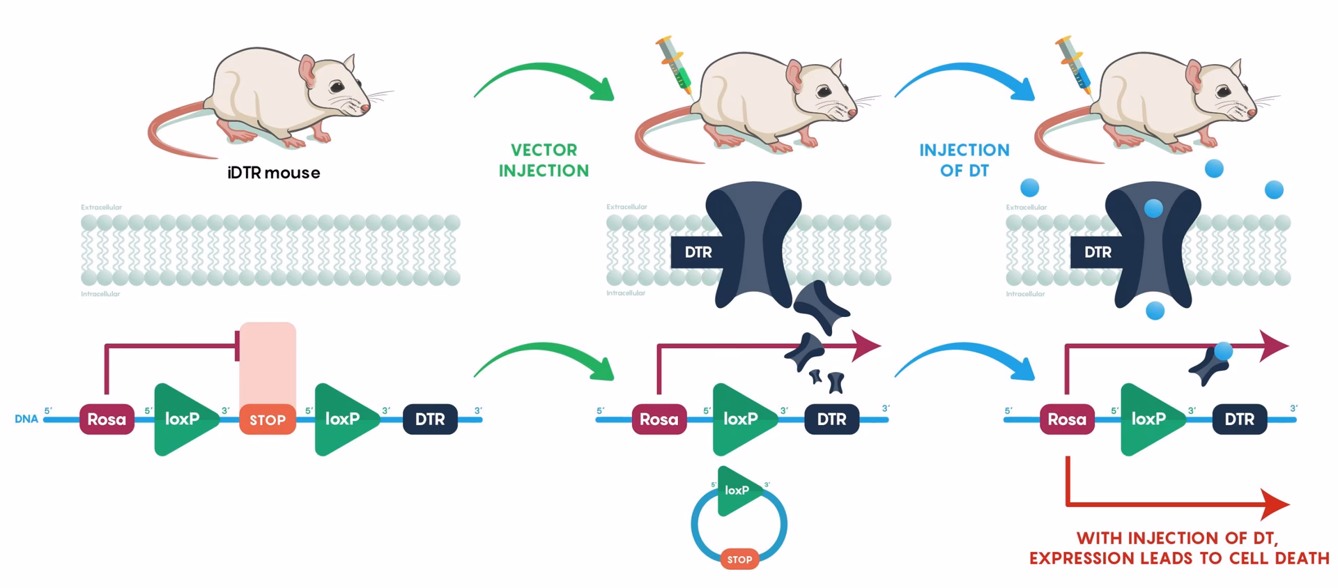 What does the Cre enzyme do?