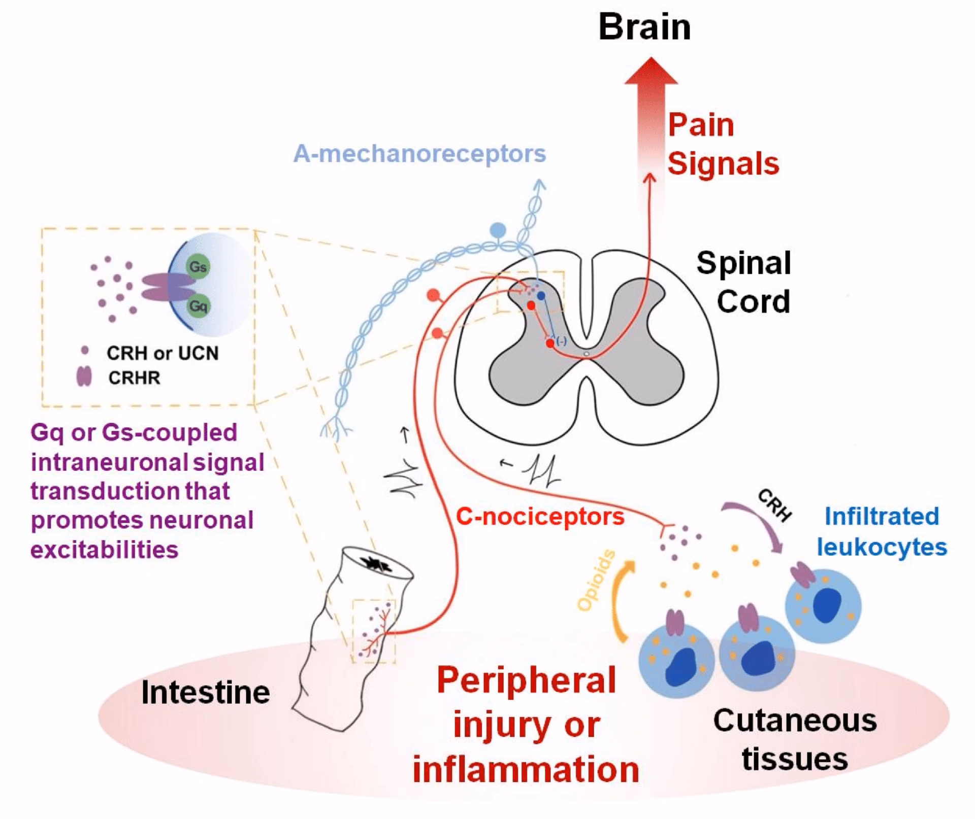 What do CRH neurons do?