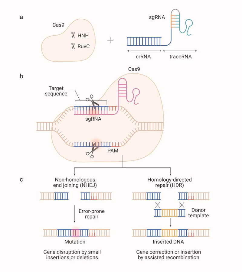 ¿Se utiliza CRISPR en neurociencia?