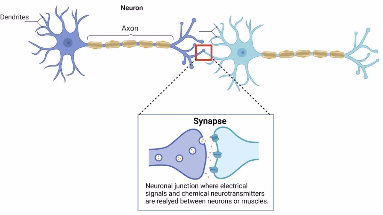 What are the 4 types of neuroplasticity?
