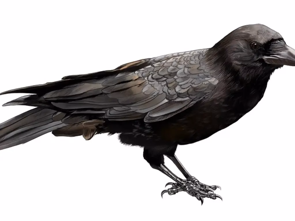 ¿Qué tienen de especial los cuervos?