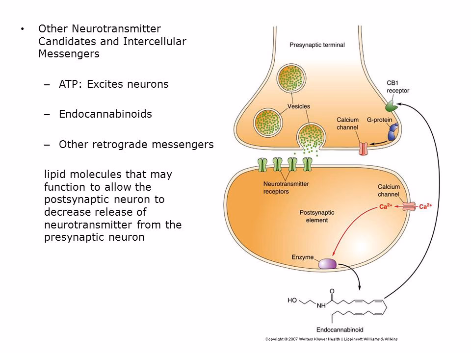 What is Dale's principle in neuroscience?
