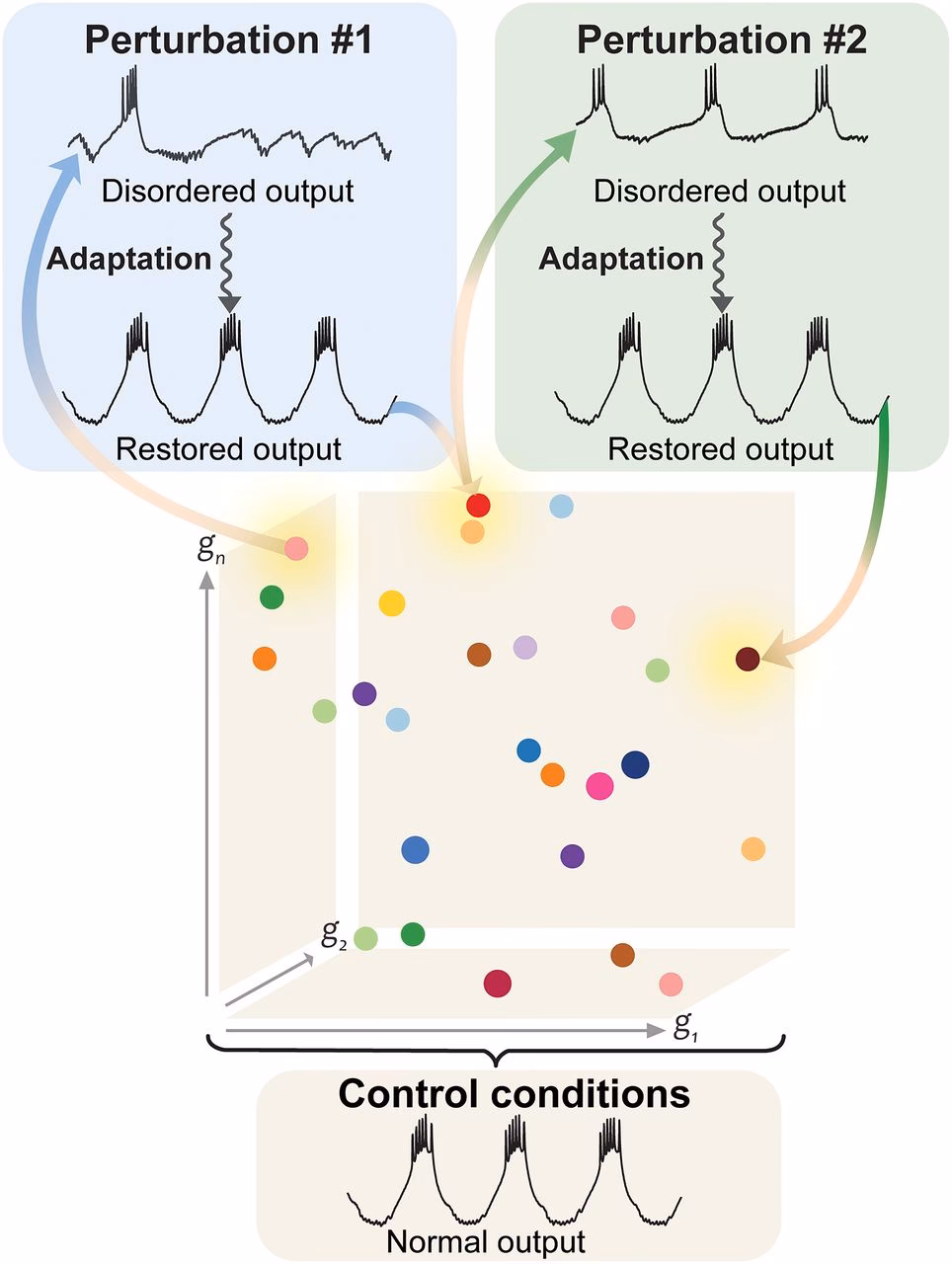 What is neural degeneracy?