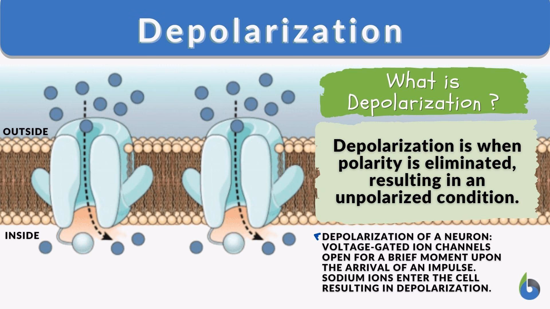 What happens in the depolarization stage?