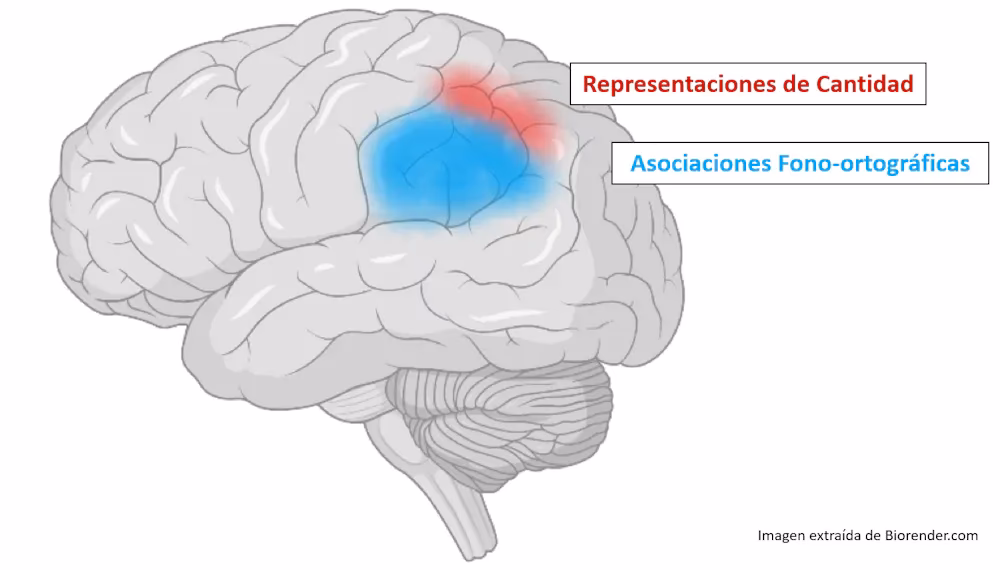 ¿Qué especialista ve la discalculia?