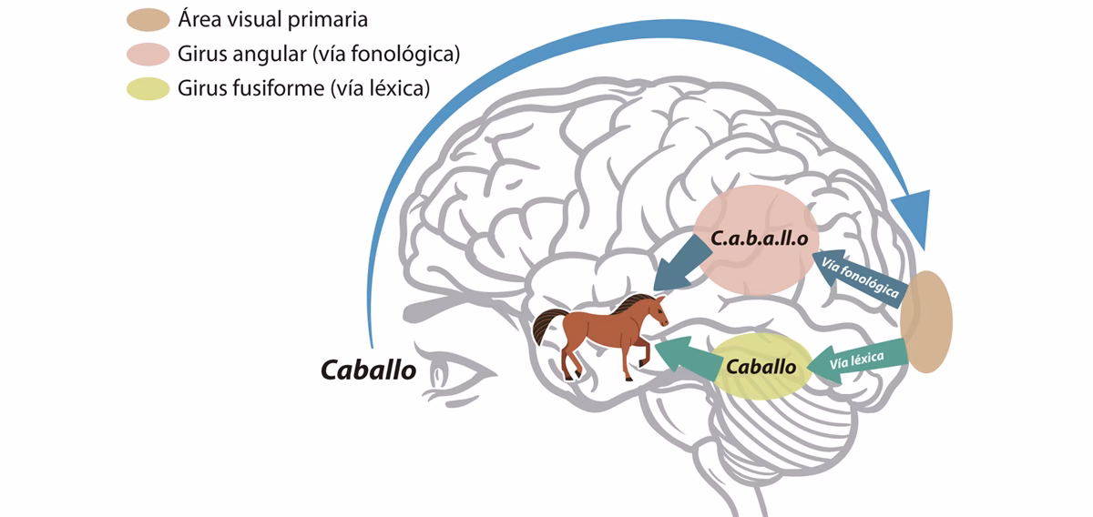 ¿Cómo funciona el cerebro con dislexia?