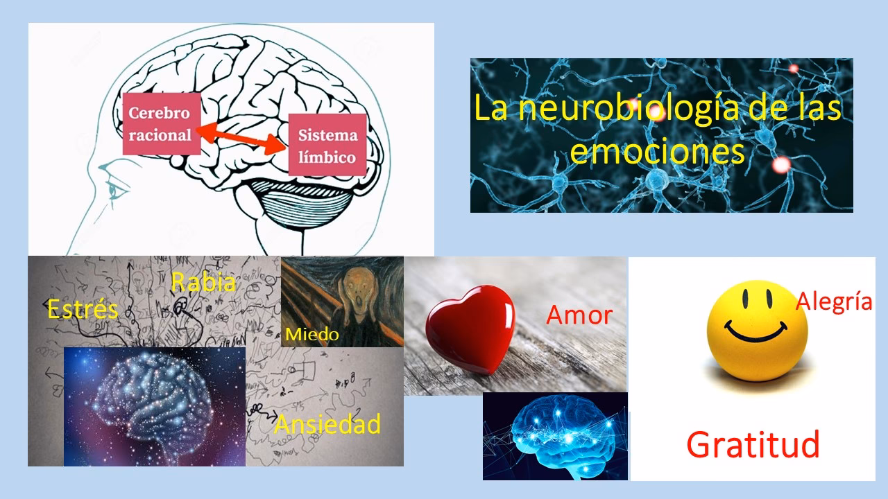 ¿Cuáles son los dos tipos de soledad?