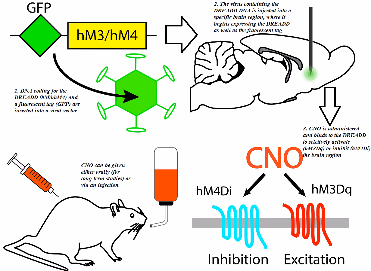 What is the mechanism of GI DREADD?