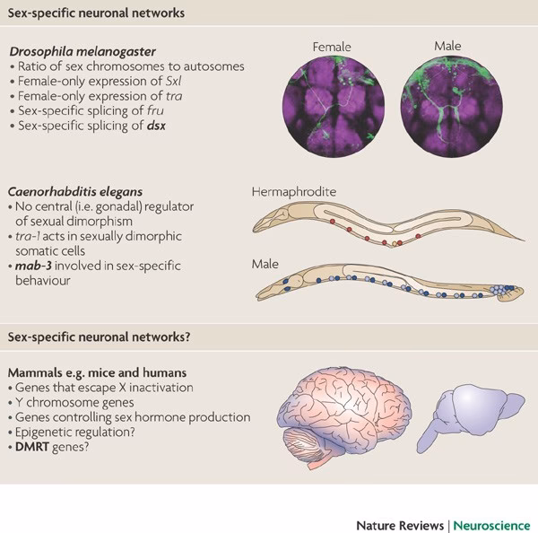 What is the neuroscience of Drosophila?