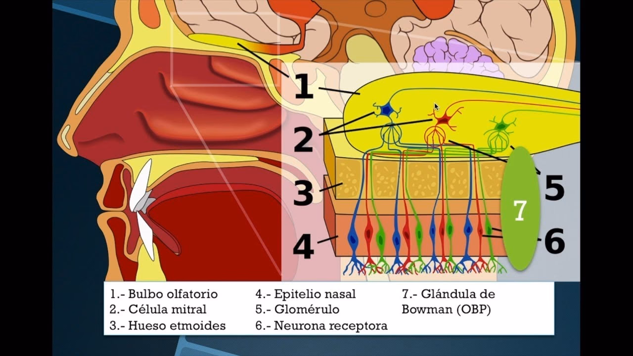 ¿Qué dice la psicología sobre el olfato?