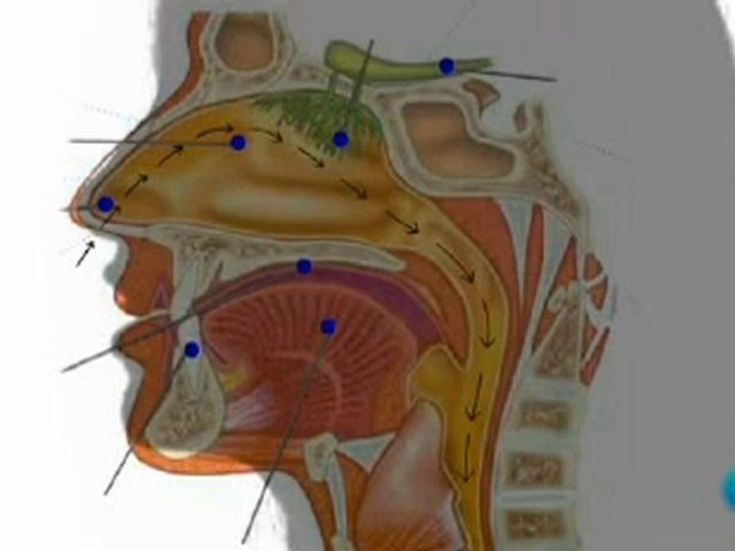 ¿Qué lado del cerebro controla el olfato?
