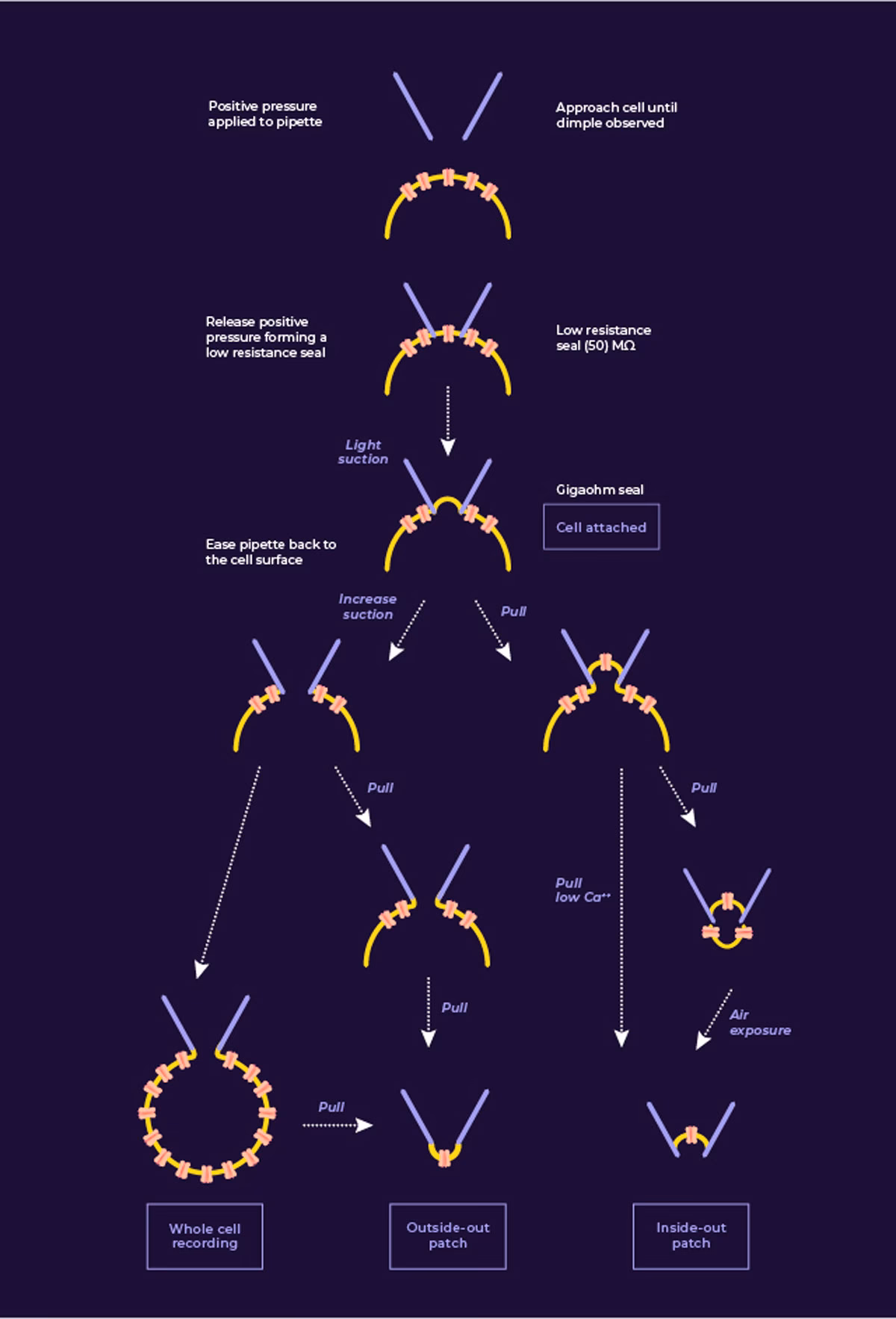 What are the examples of electrophysiological measures?