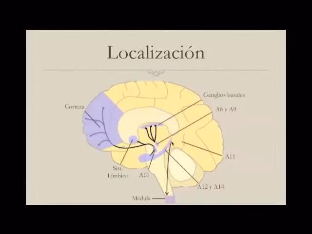 ¿Cuáles son las 4 vías principales de la dopamina?