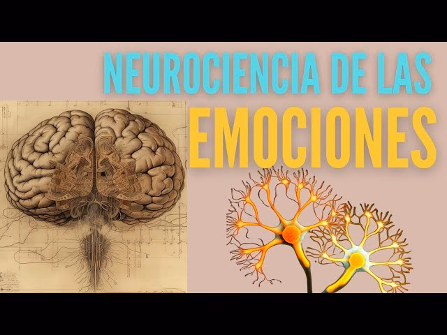 ¿Qué sistema del cerebro regula las emociones?