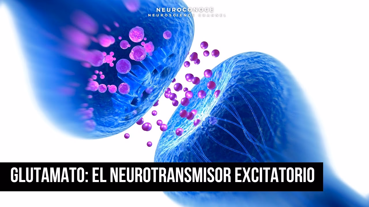 ¿Qué hace el glutamato en el cerebro?