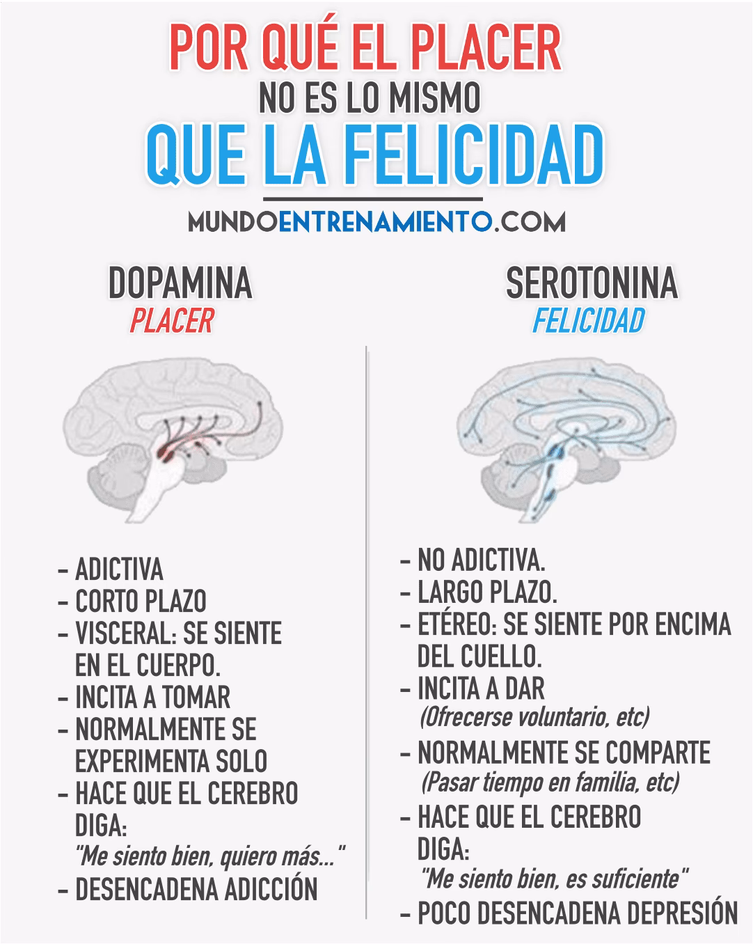 ¿Qué parte del cerebro se encarga de producir serotonina?