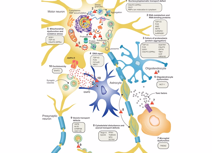 ¿Qué proteína mejora la memoria?