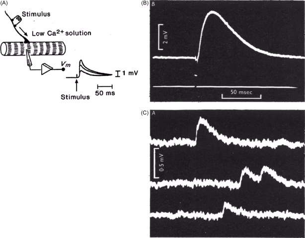 What is EPP and EPSP?
