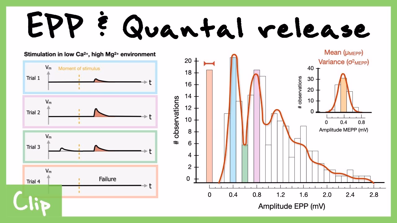 What is EPP in neurology?
