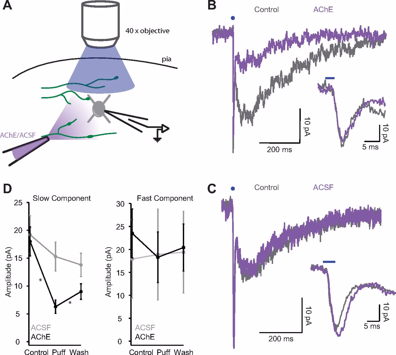 What is EPSC in neuroscience?