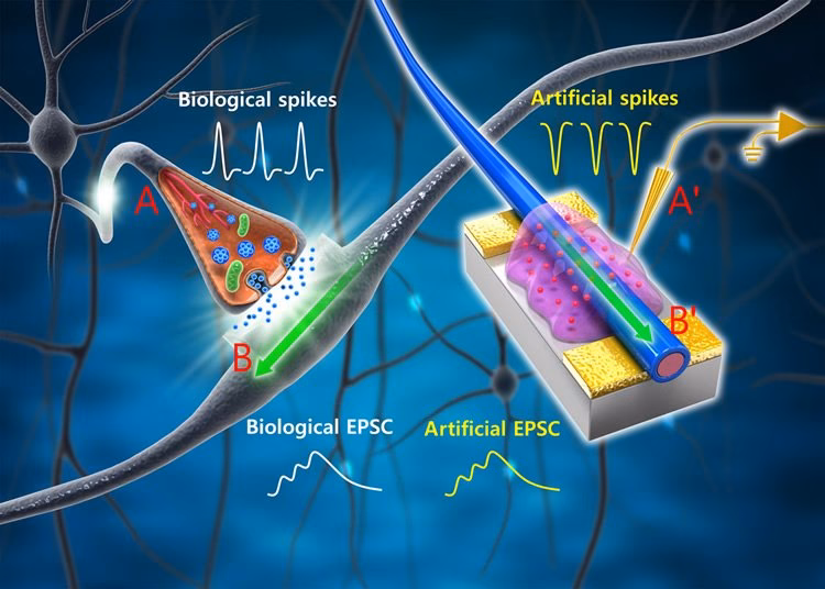 What is EPSC and IPSC?