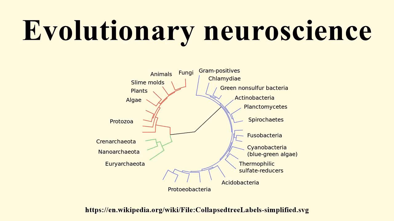 Can evolution explain human brain?