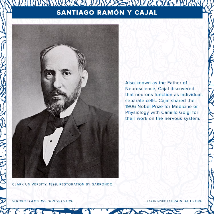 What is Ramon y Cajal best known for?