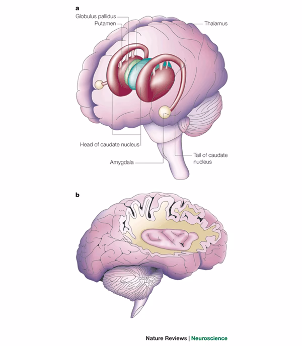 What is the difference between fear and anxiety neuroscience?
