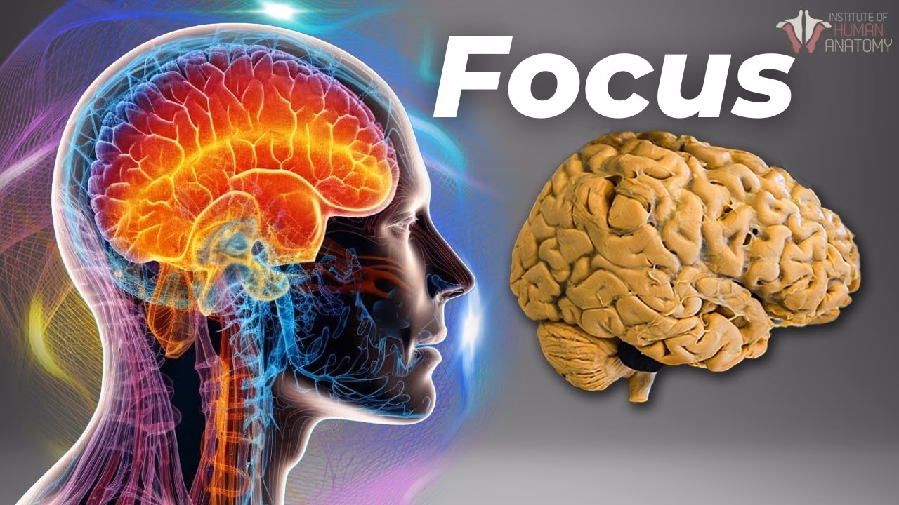 How to increase focus in neuroscience?
