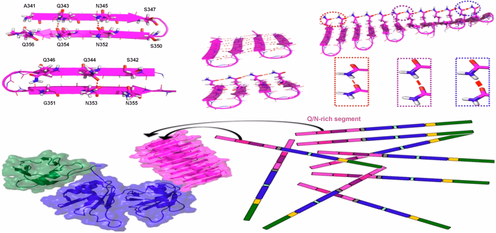 What is the abbreviation for frontiers in molecular neuroscience?