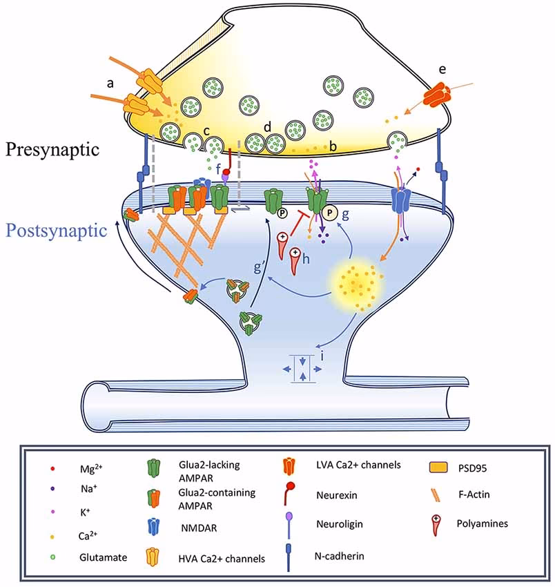 What is the impact factor of Front Mol Neurosci journal?