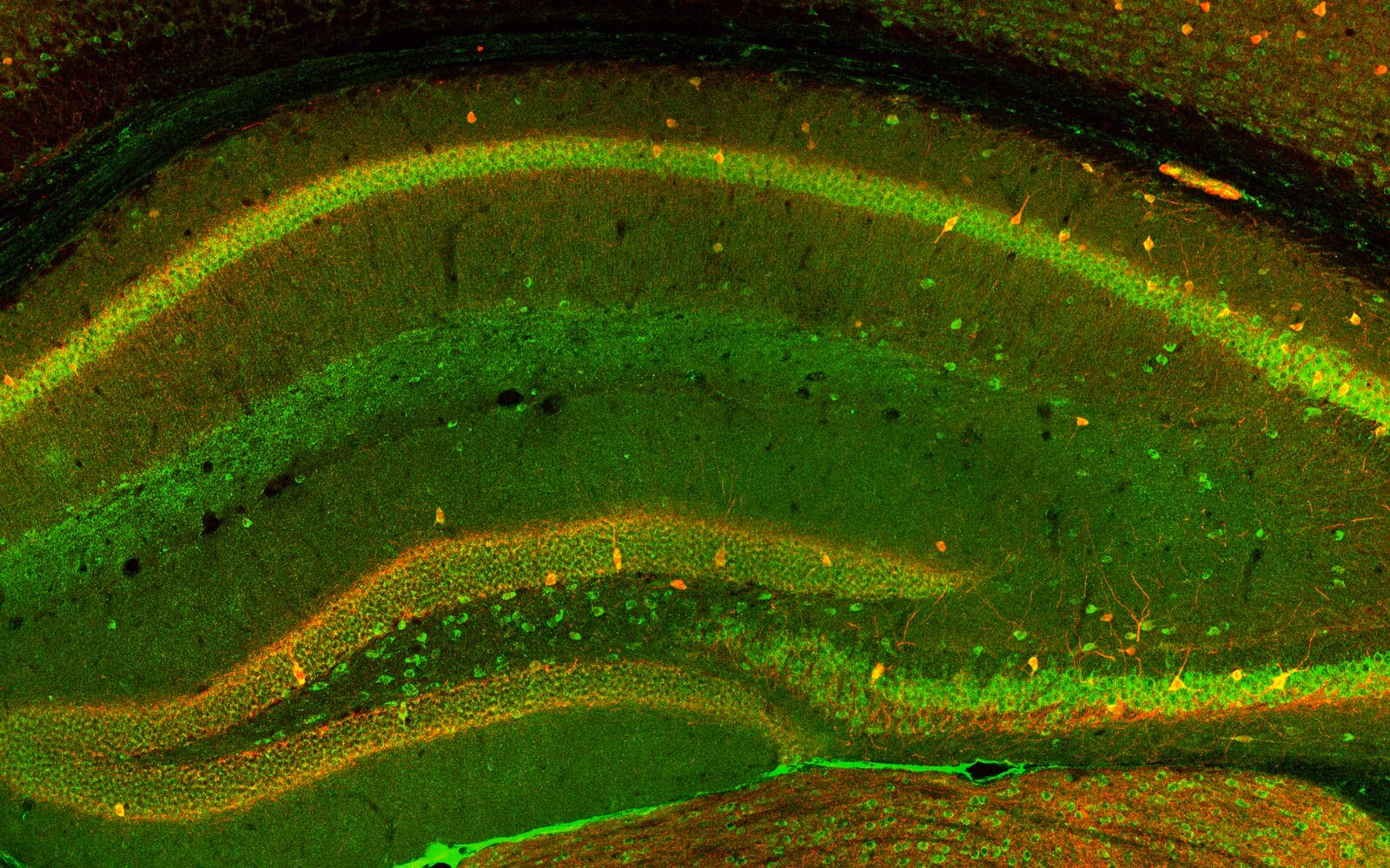 How much does it cost to publish in Frontiers in Cellular Neuroscience?