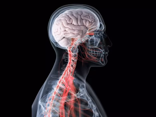 Who is the editor in chief of Frontiers in Human Neuroscience?