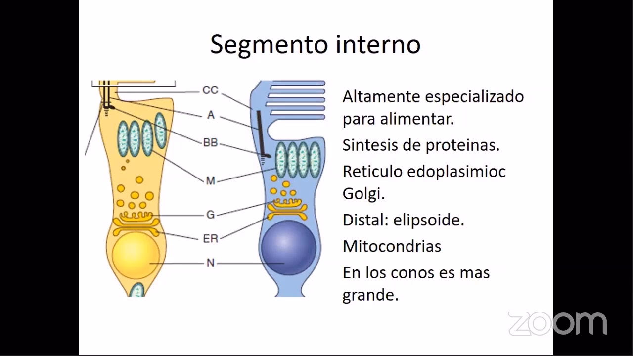 ¿Qué función cumplen los conos y bastones del ojo?