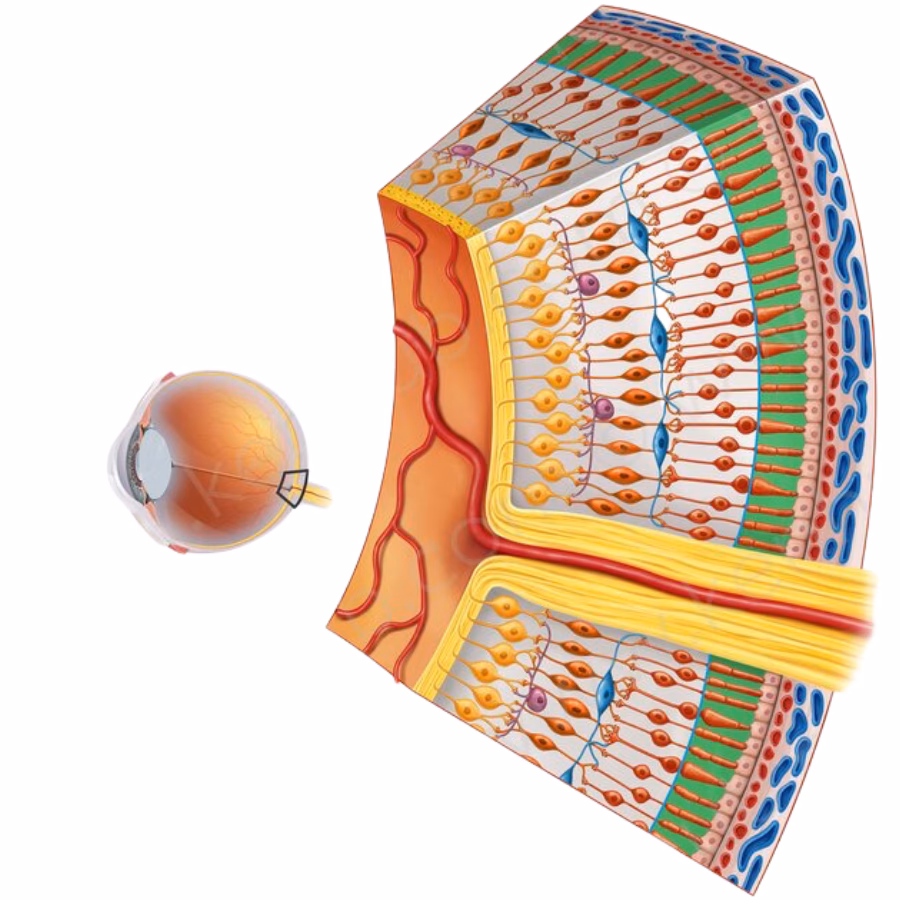 ¿Qué función hacen los bastones?