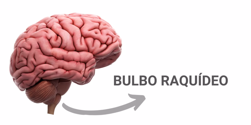 ¿Qué pasa si el bulbo raquídeo se daña?