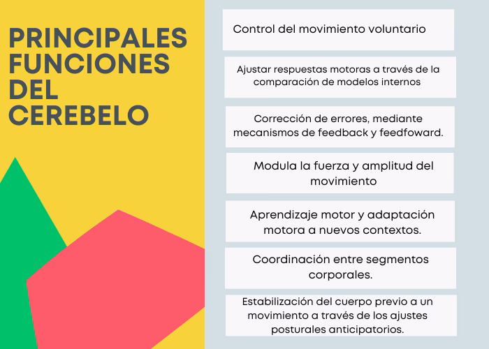 ¿Cuáles son las funciones cognitivas del cerebelo?