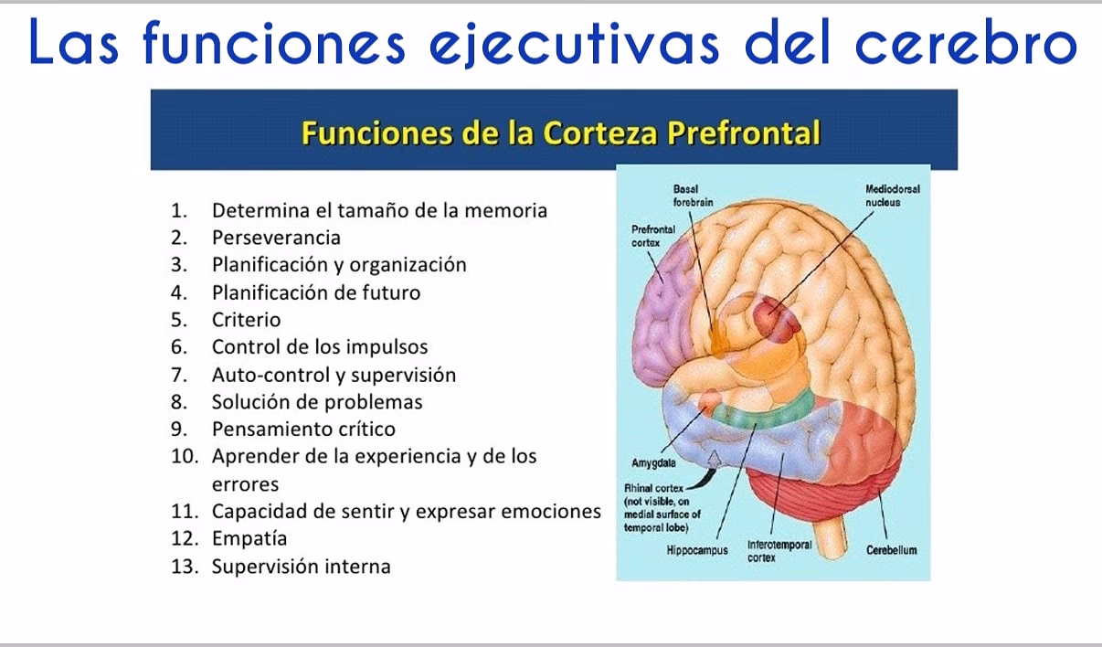 ¿Cuáles son las 11 funciones ejecutivas del cerebro humano?